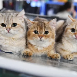 FelineWell Hairball Control Treats