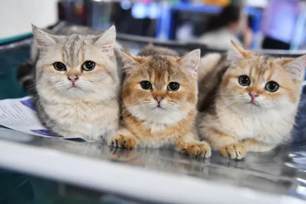 FelineWell Hairball Control Treats