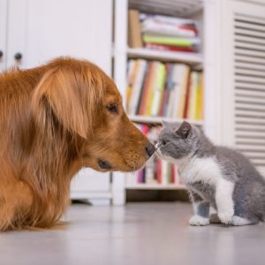VetDetect Urinary Test Strips