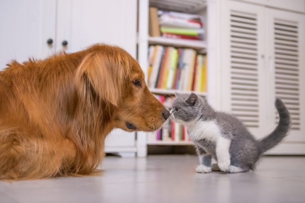 VetDetect Urinary Test Strips